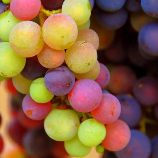 Grape Skin Dye