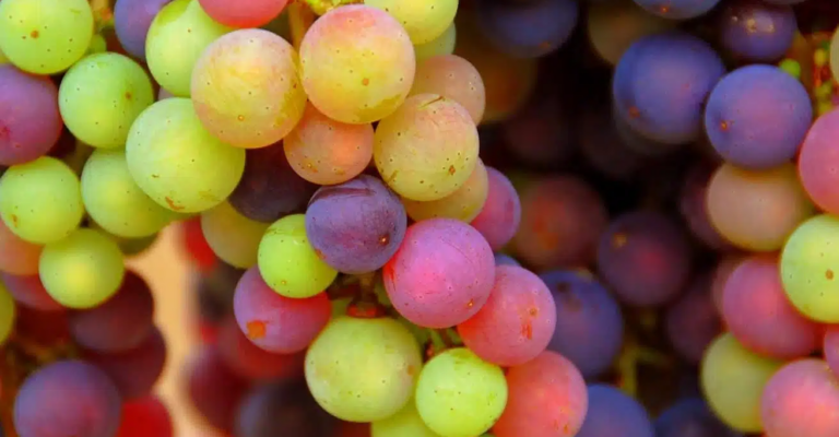 Grape Skin Dye